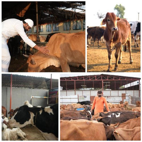 Adopt A Cow