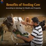 Benefits of Feeding a Cow